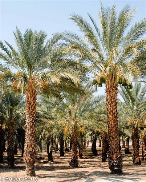 datezo|Date palm